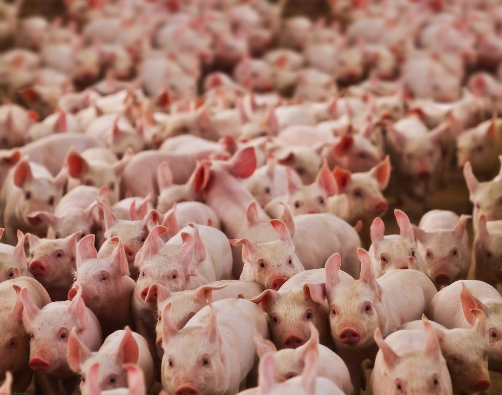 Exportação brasileira de carne suína